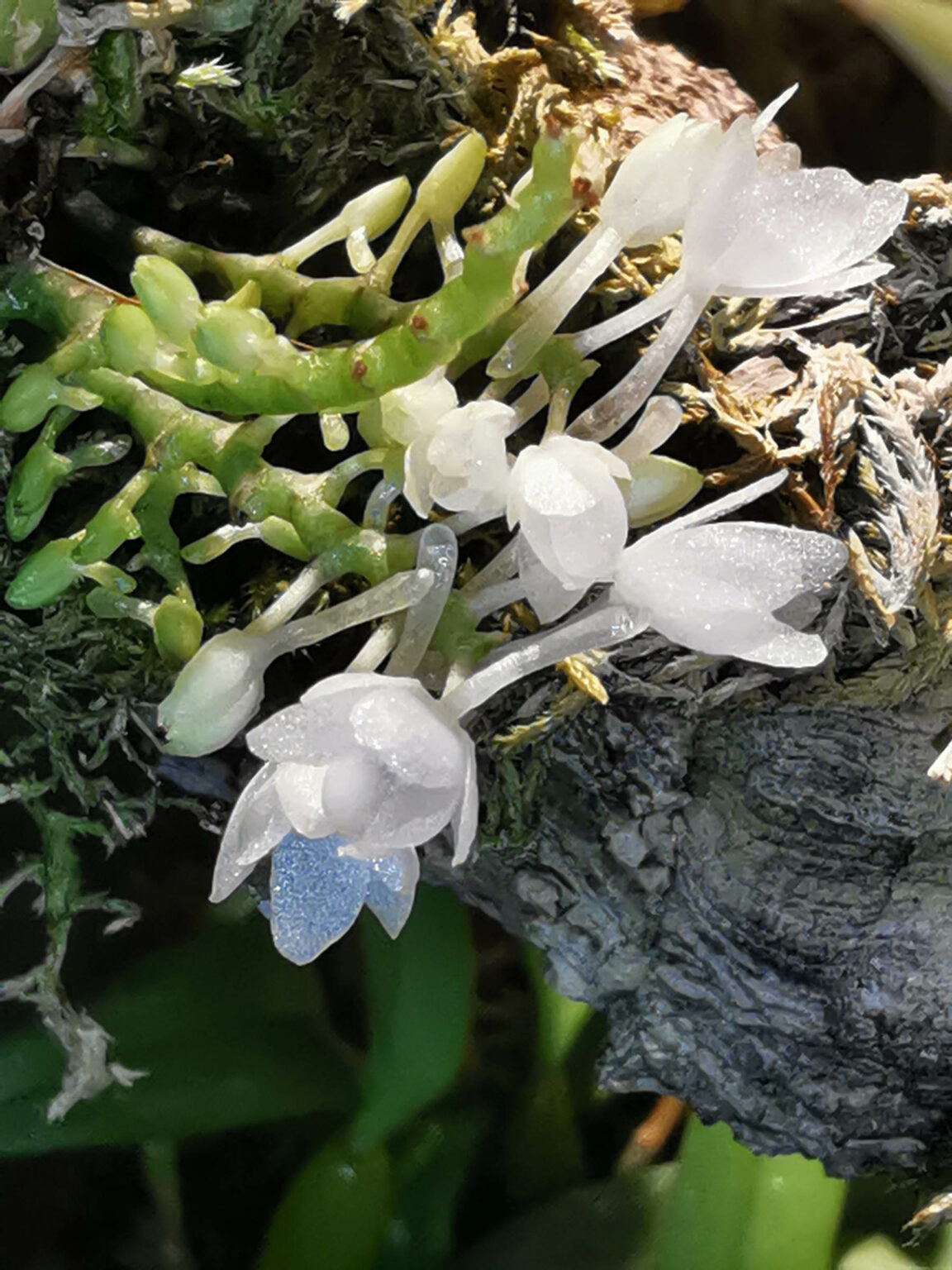 Aerangis hyaloides Orchidee.de