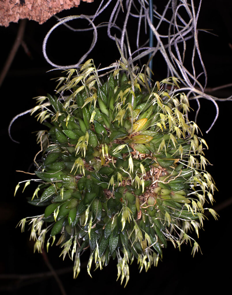 Anathallis ourobranquensis