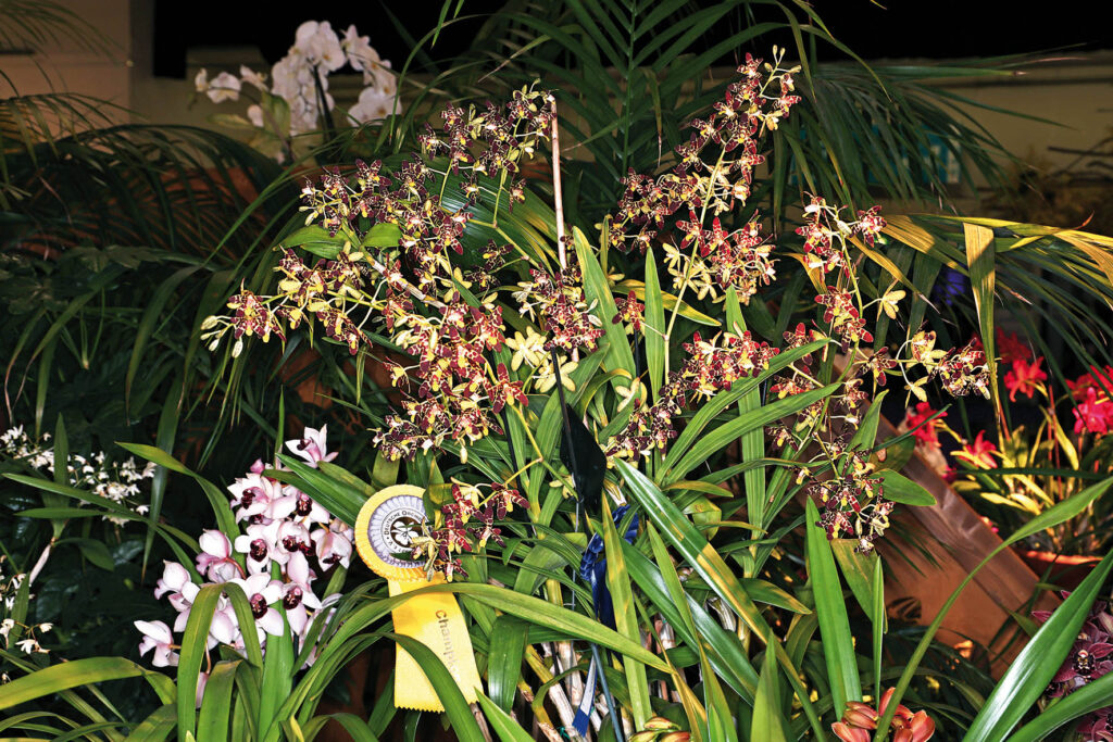 Ansellia africana