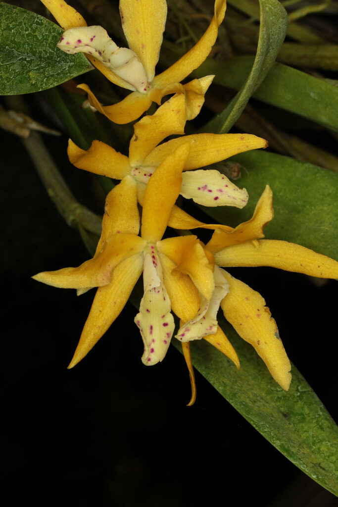 Brassocatanthe n.r. (Brassanthe Maikai x Cat. harpophylla) 'Dresden'