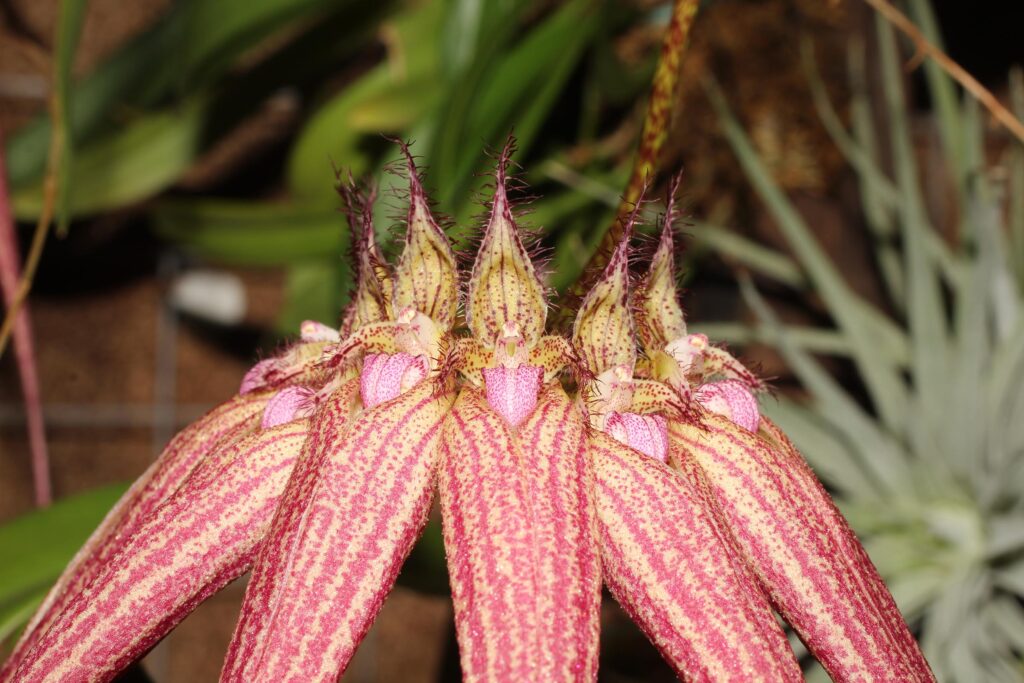 Bulbophyllum Elizabeth Ann