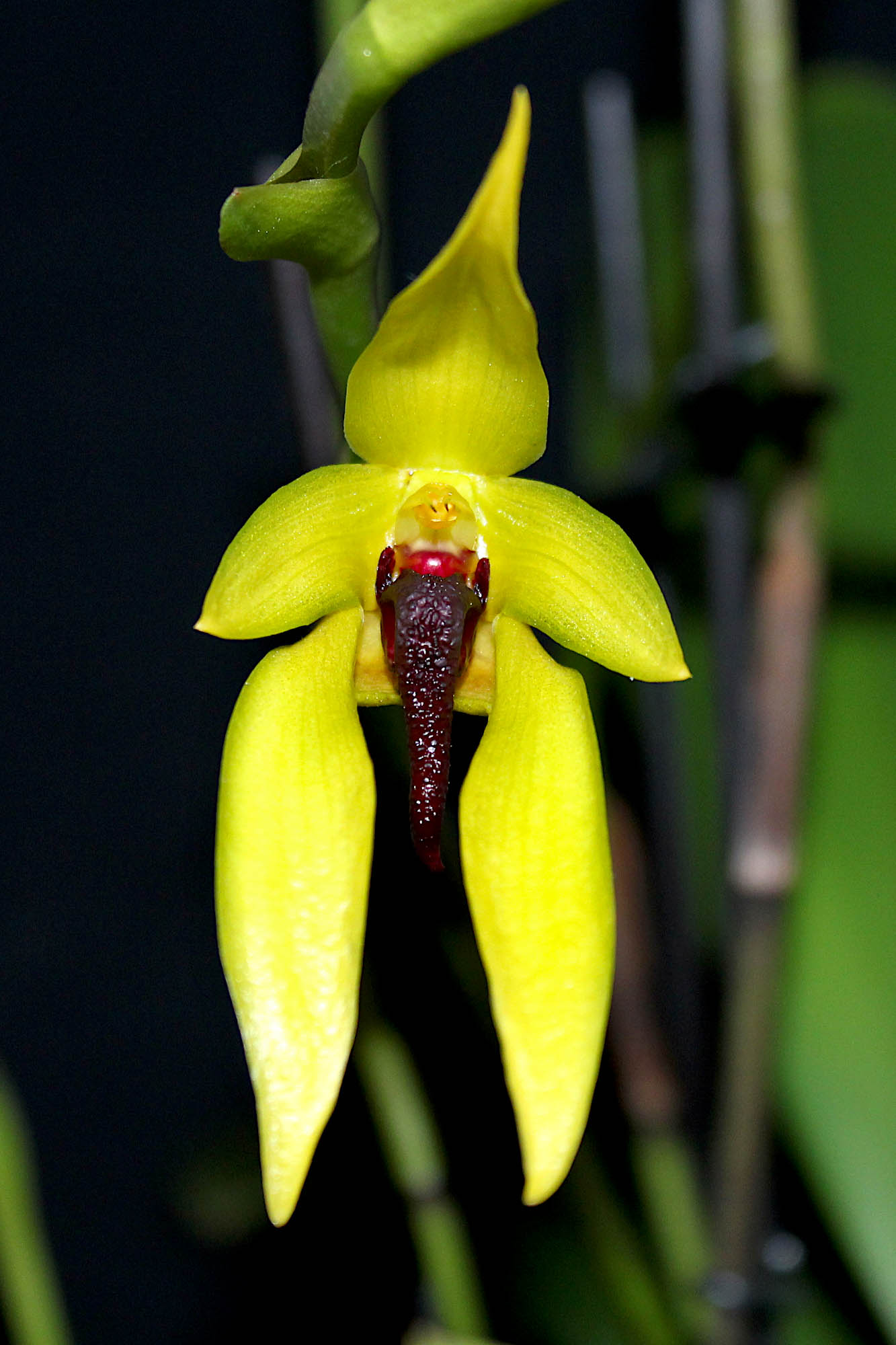 Bulbophyllum amplebracteatum subsp. carunculatum Orchidee.de