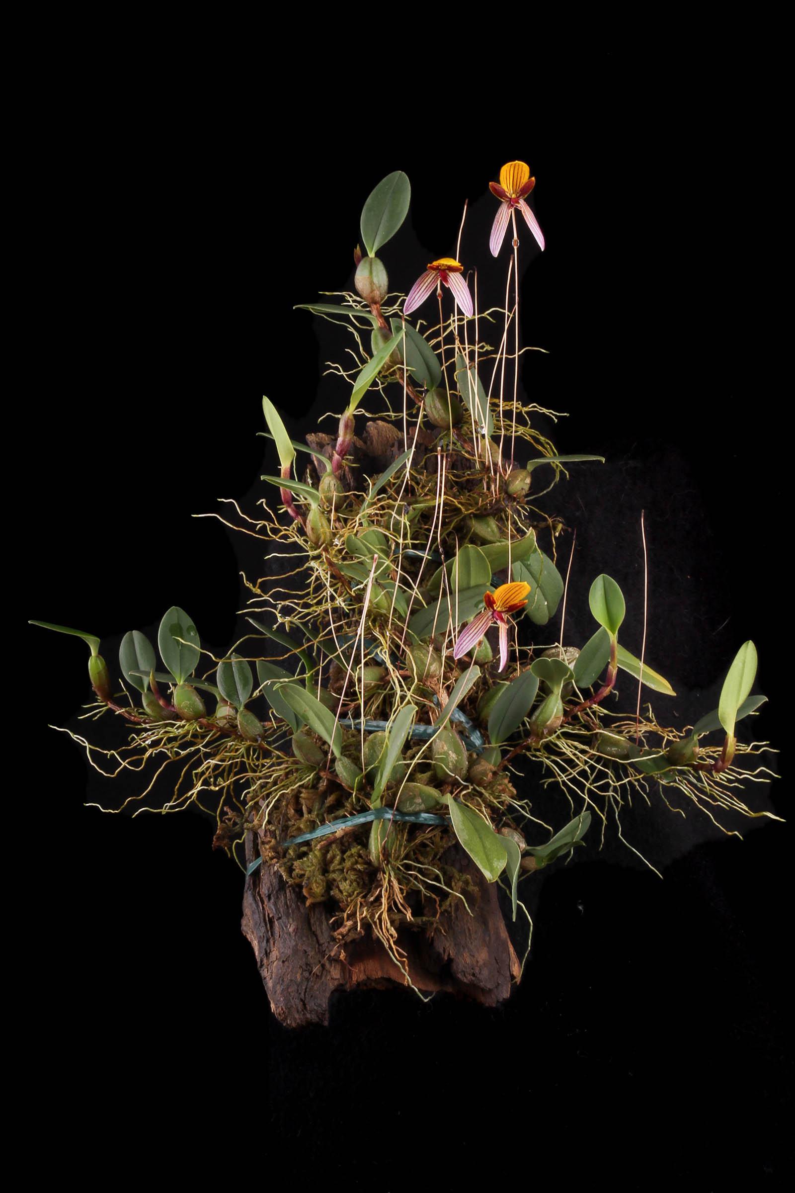 Bulbophyllum bolsteri Orchidee.de