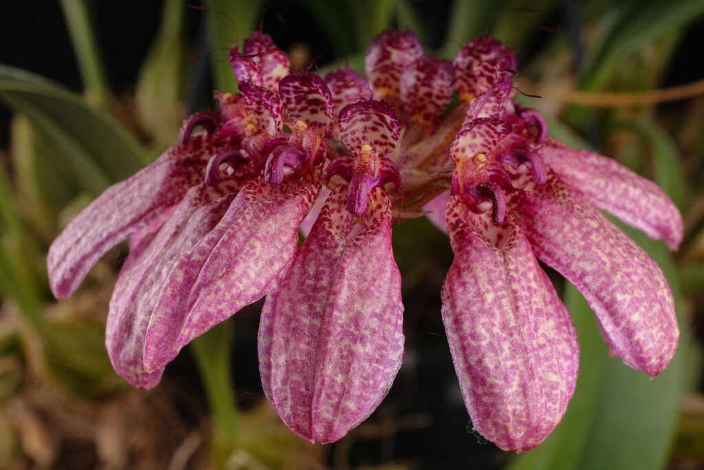 Bulbophyllum longiflorum