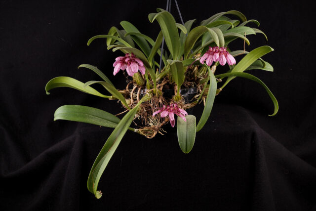 Bulbophyllum longiflorum Orchidee.de