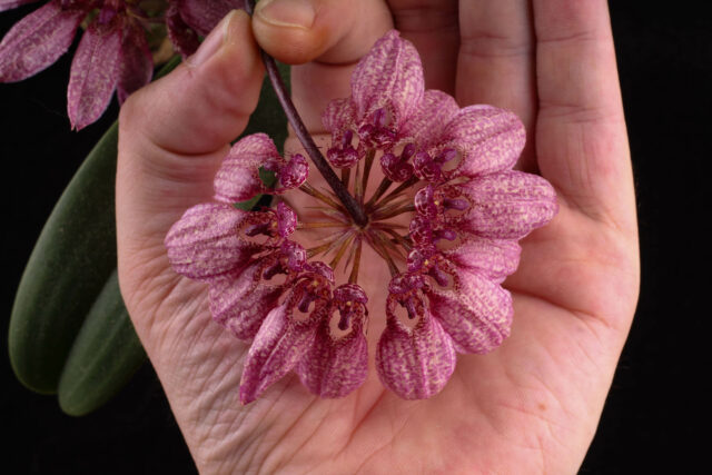 Bulbophyllum longiflorum Orchidee.de