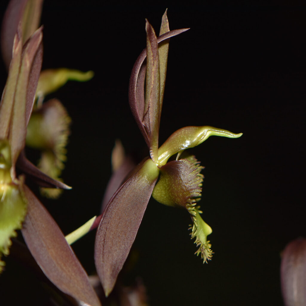 Catasetum blackii