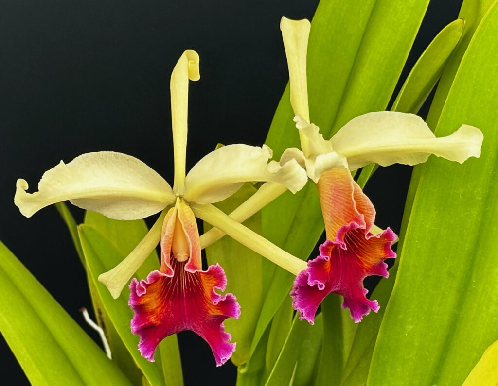 Cattleya Marilyn Lew 'Die Wundertüte'