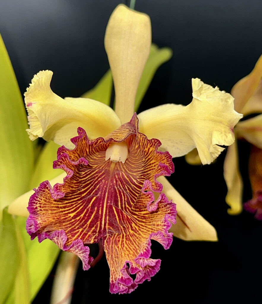 Cattleya dowiana 'The Princess'