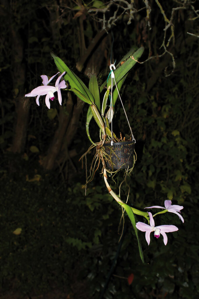 Cattleya perrinii