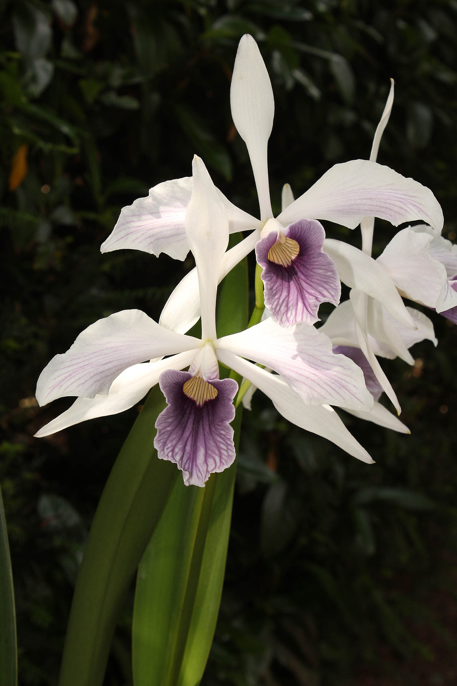 Cattleya-purpurata_03.jpg