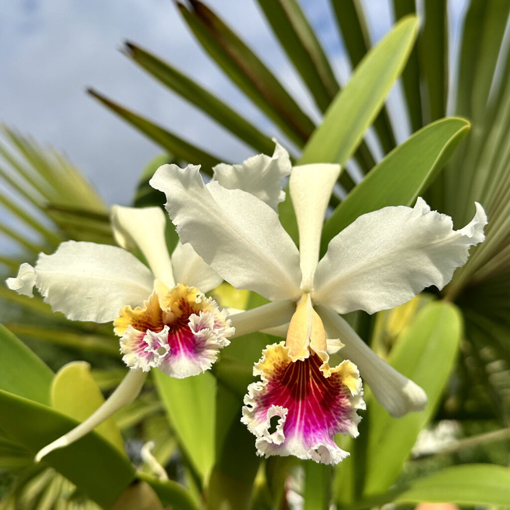 Cattleya rex 'The Yellow Queen'