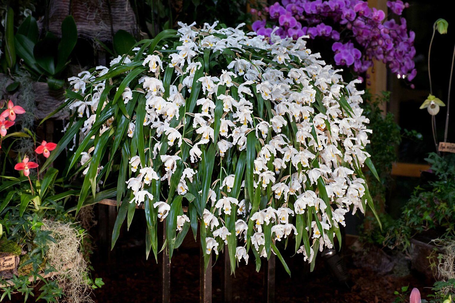 Coelogyne cristata Orchidee.de