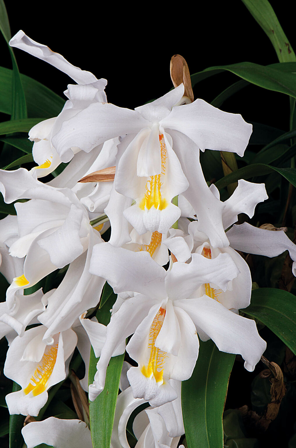 Coelogyne cristata Orchidee.de