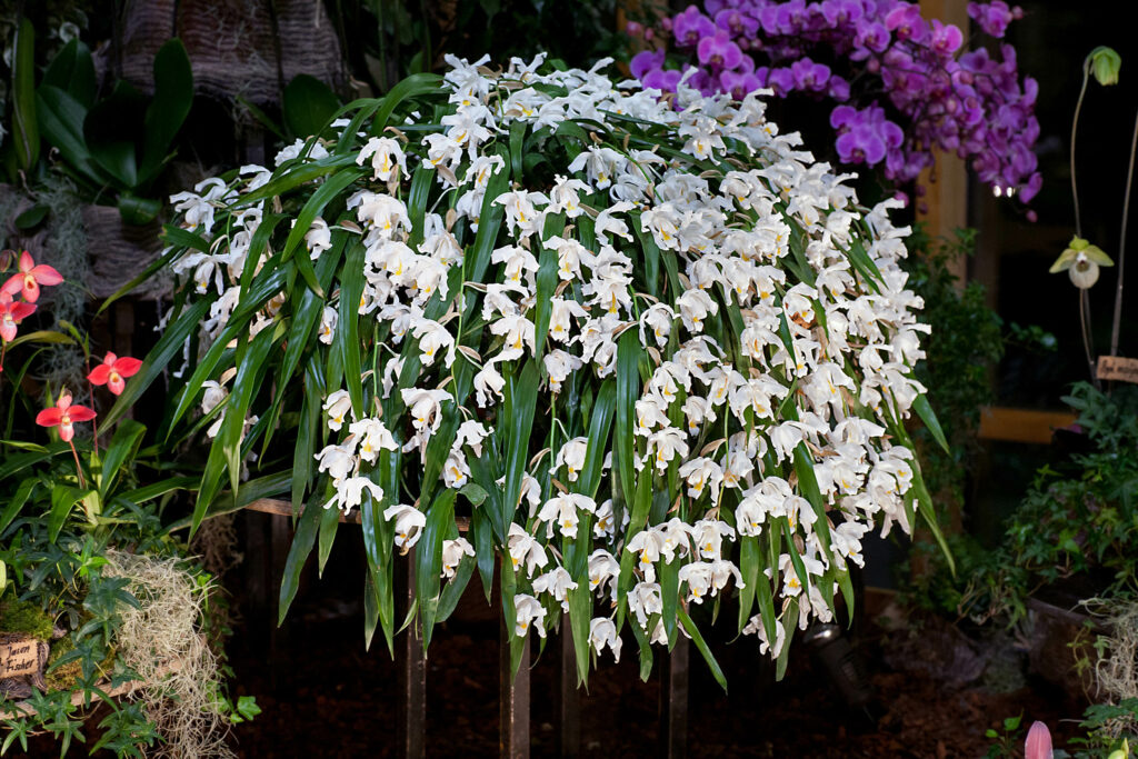 Coelogyne cristata