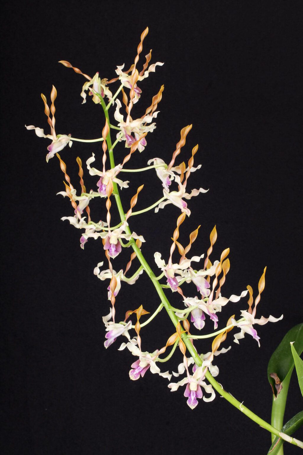 Dendrobium Jairak Helix Orchidee.de