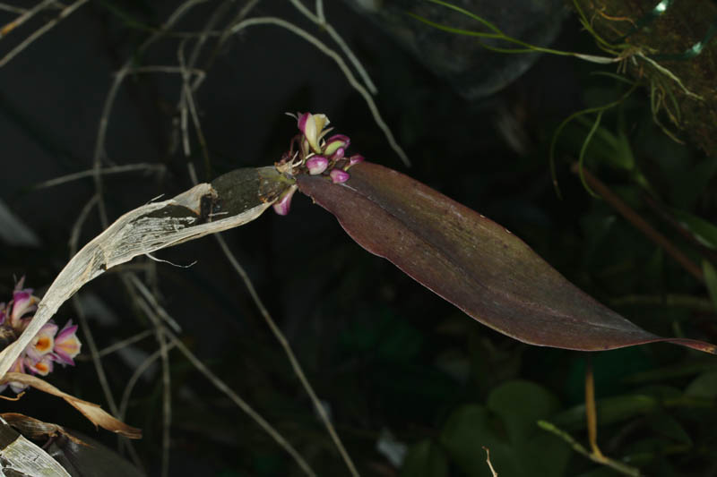 Dendrobium pseudolamellatum