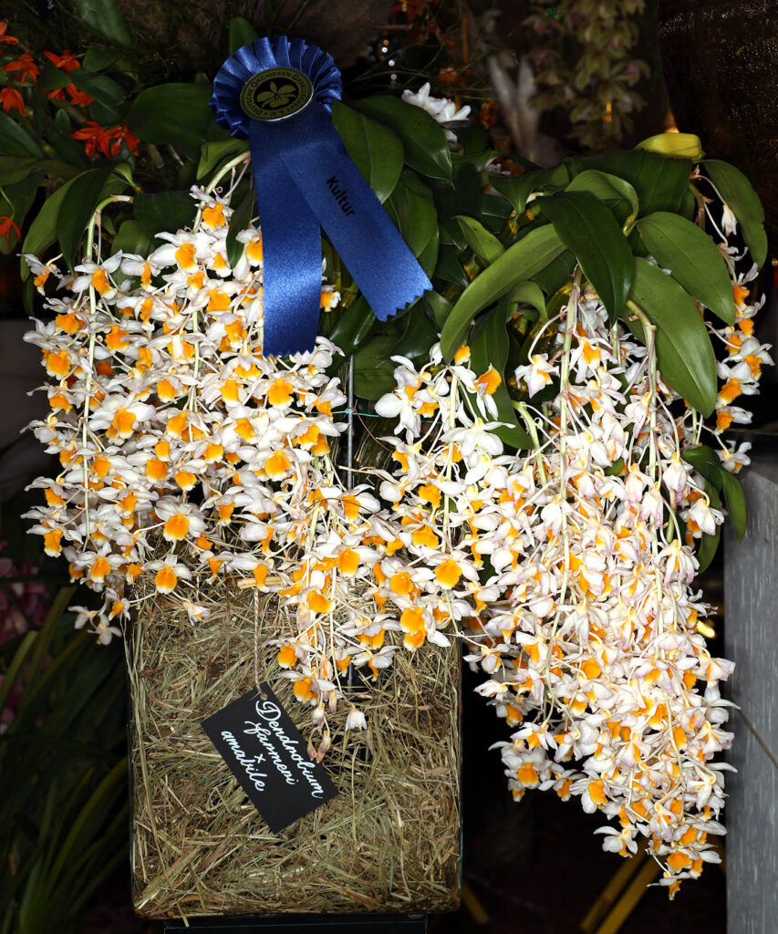 Dendrobium Rosy Cluster