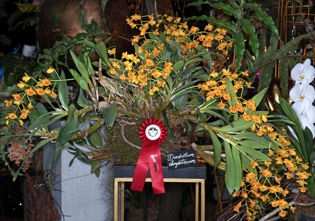 Dendrobium chrysotoxum