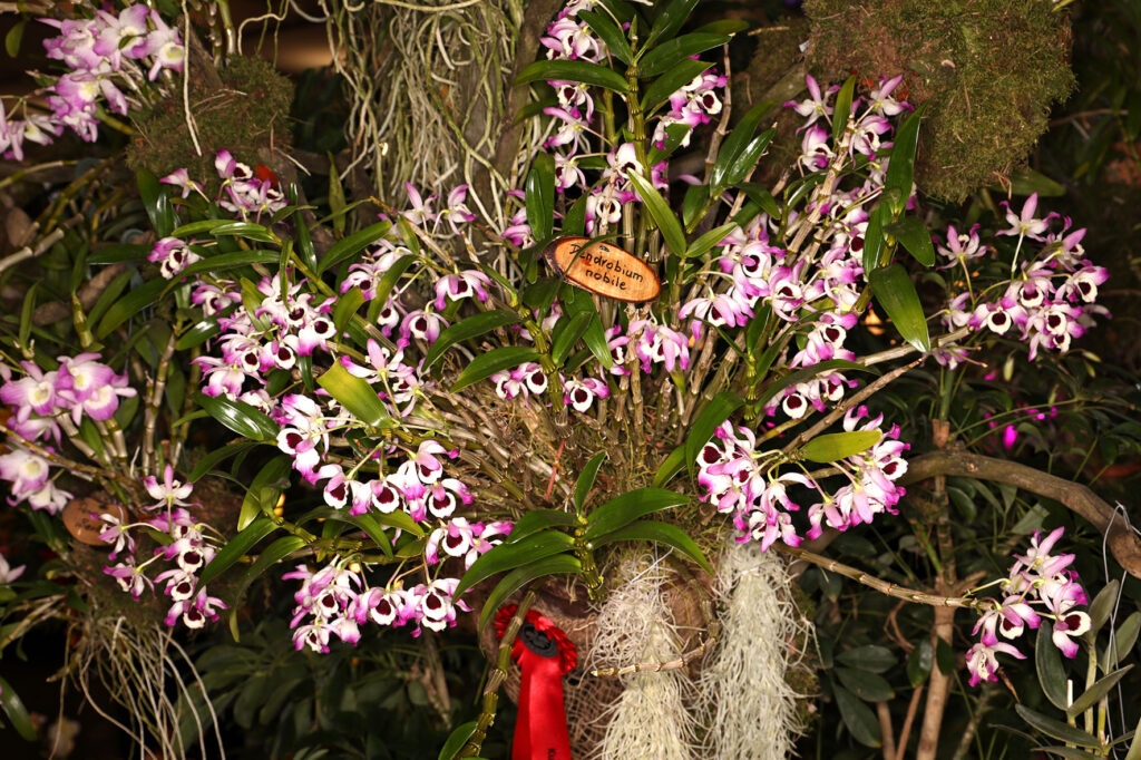 Dendrobium nobile