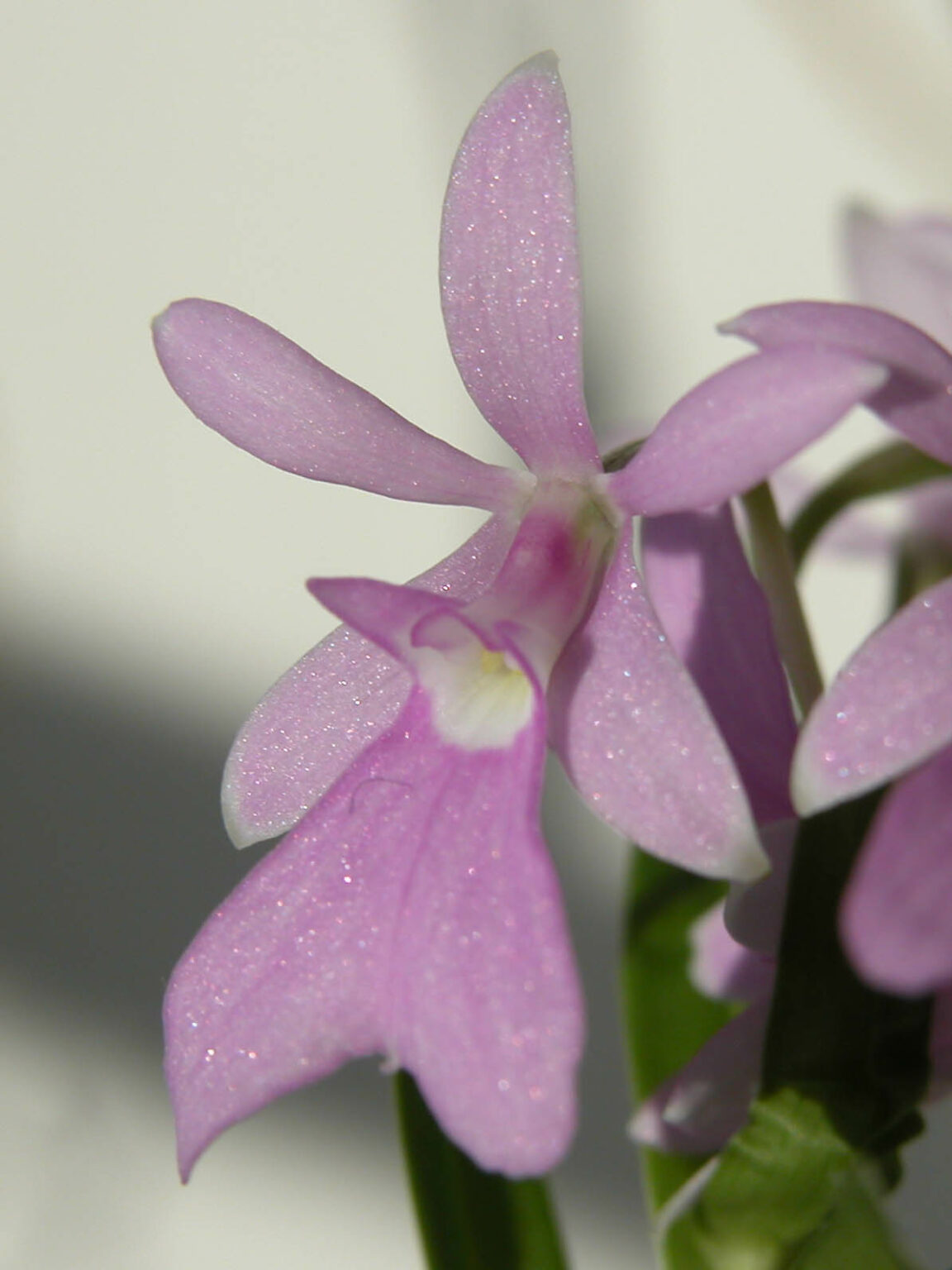 Epidendrum centropetalum Orchidee.de