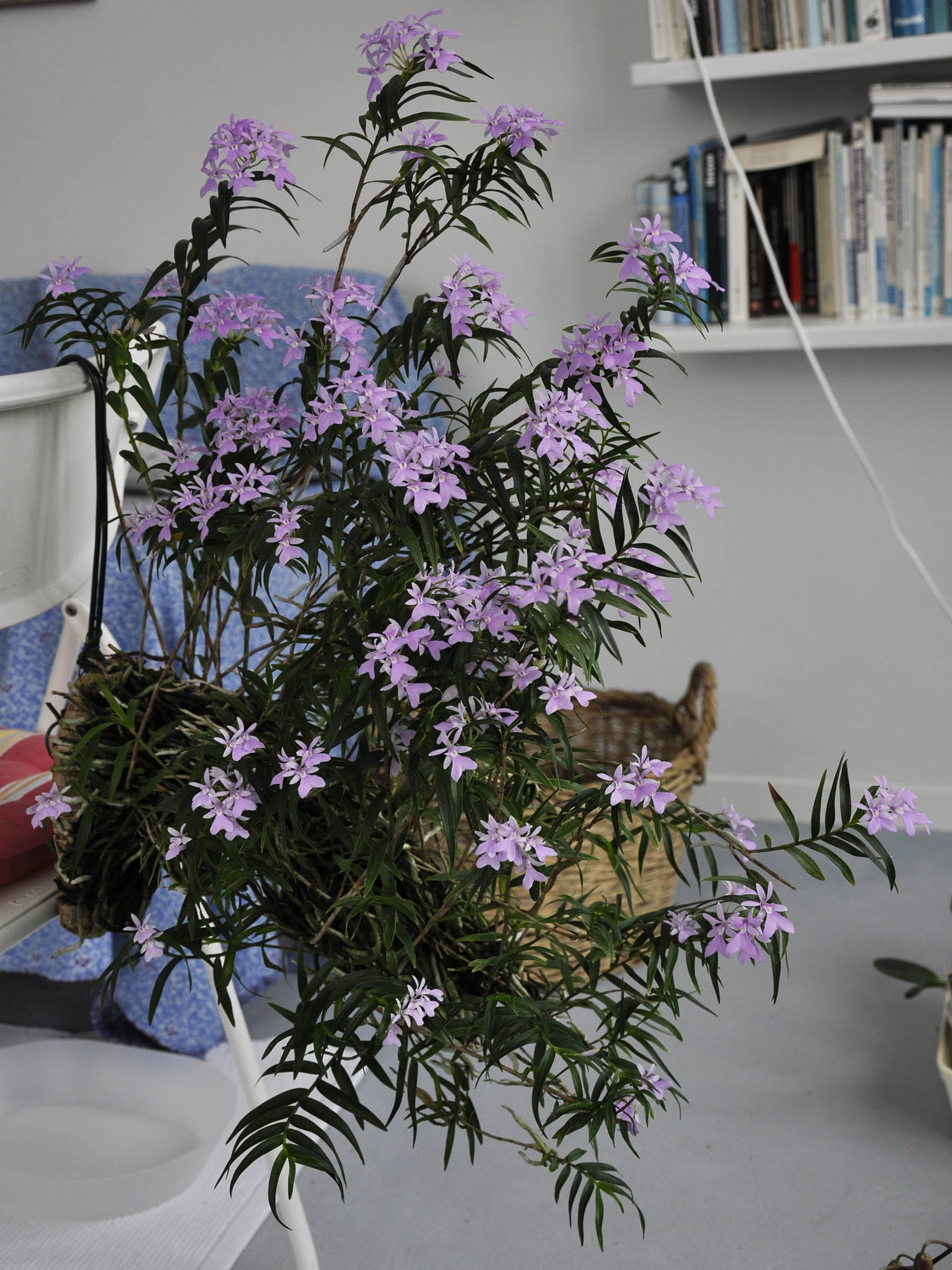 Epidendrum centropetalum – Orchidee.de