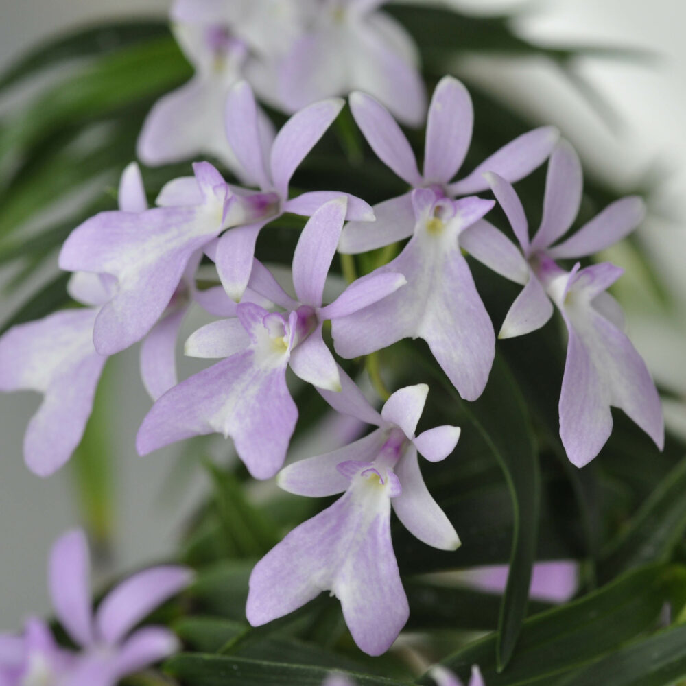 Epidendrum centropetalum – Orchidee.de