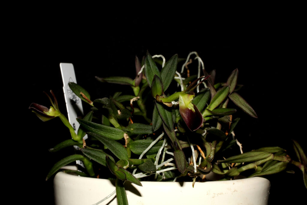 Epidendrum porpax