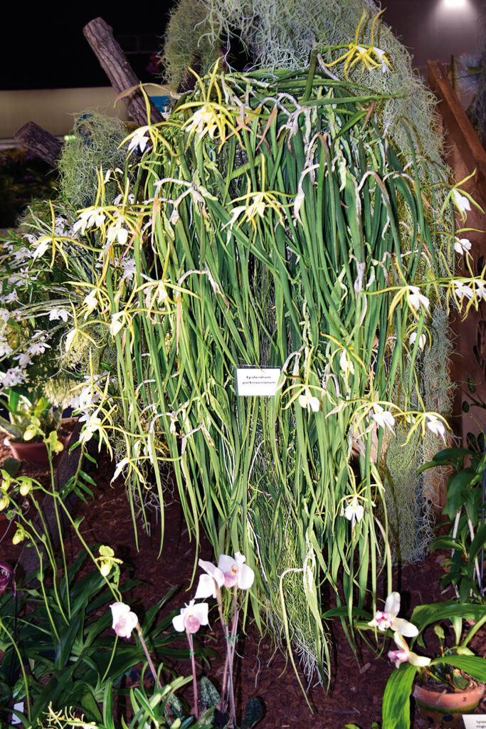 Epidendrum parkinsonianum
