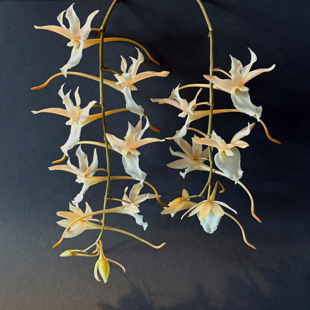 Euryangis Galeankotsch 'Ivory Dancer'