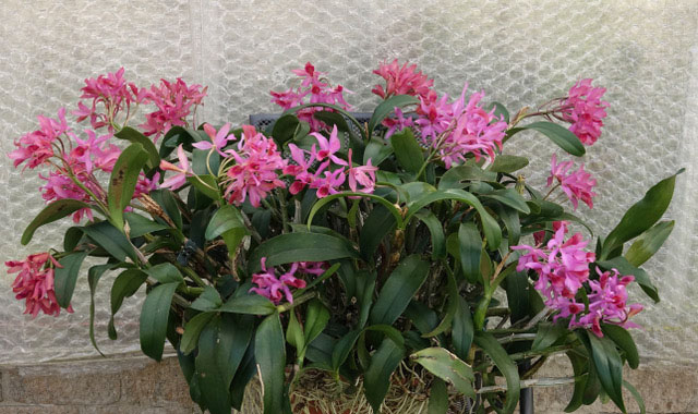 Guarianthe Guatemalensis 'Bodenseeperle'