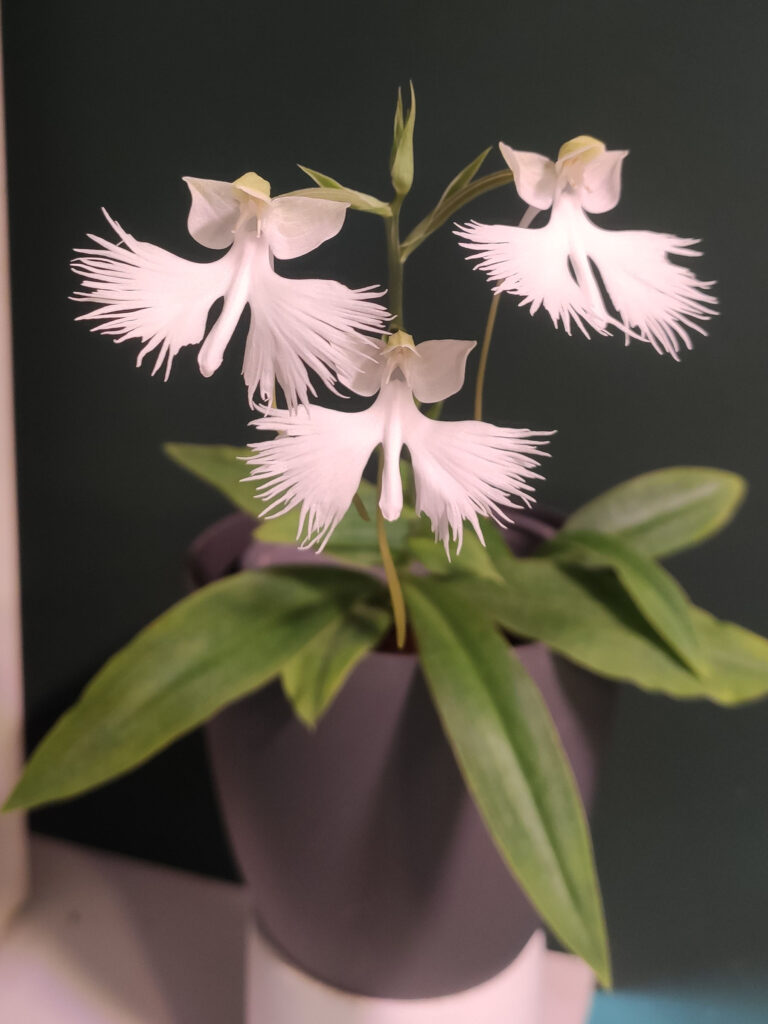 Habenaria n.r. (Kat‘s Whiskers × lindleyana) 'Geisterchen'