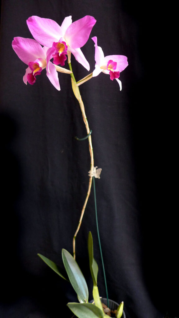 Laelia anceps ssp. dawsonii f. chilapensis