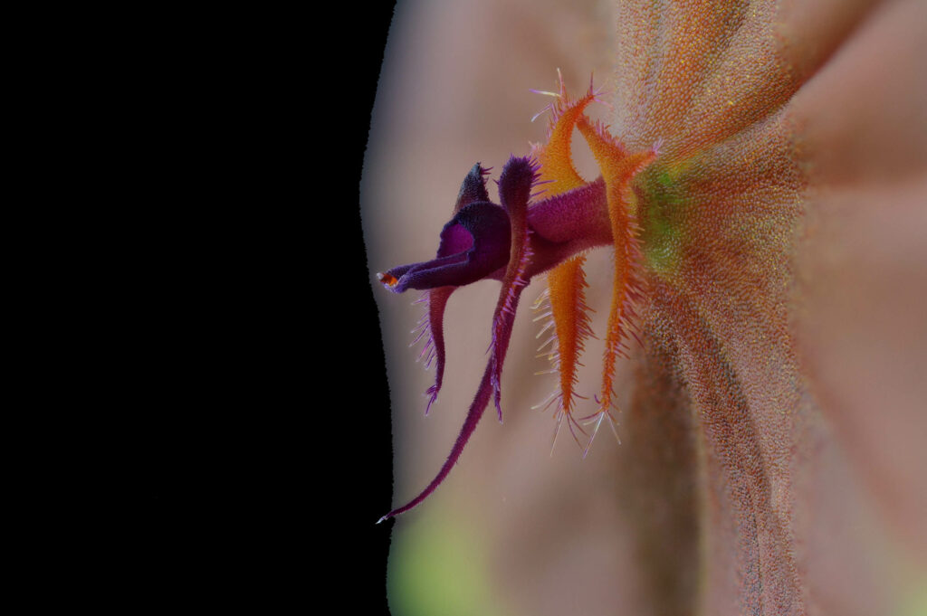 Lepanthes telipogoniflora