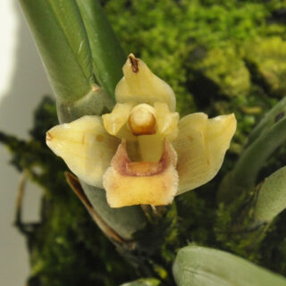 Maxillaria pachyphylla