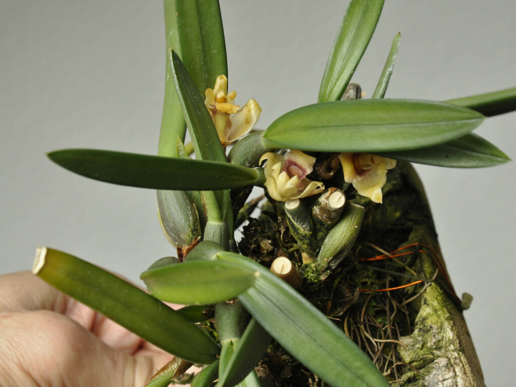 Maxillaria pachyphylla