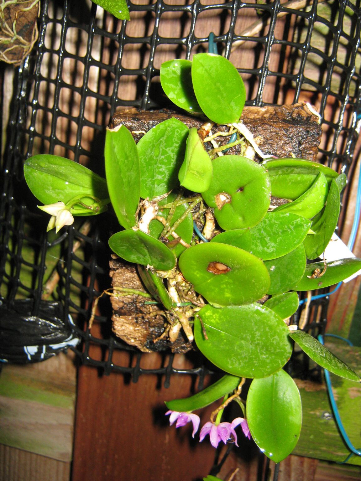 Meiracyllium trinasutum Orchidee.de