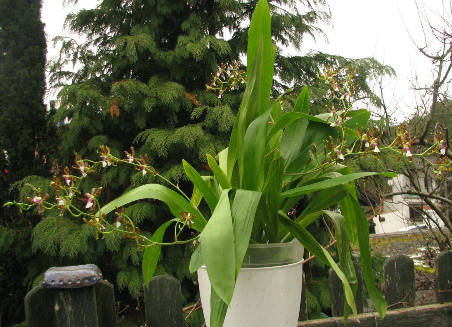 Oncidium laeve Orchidee.de