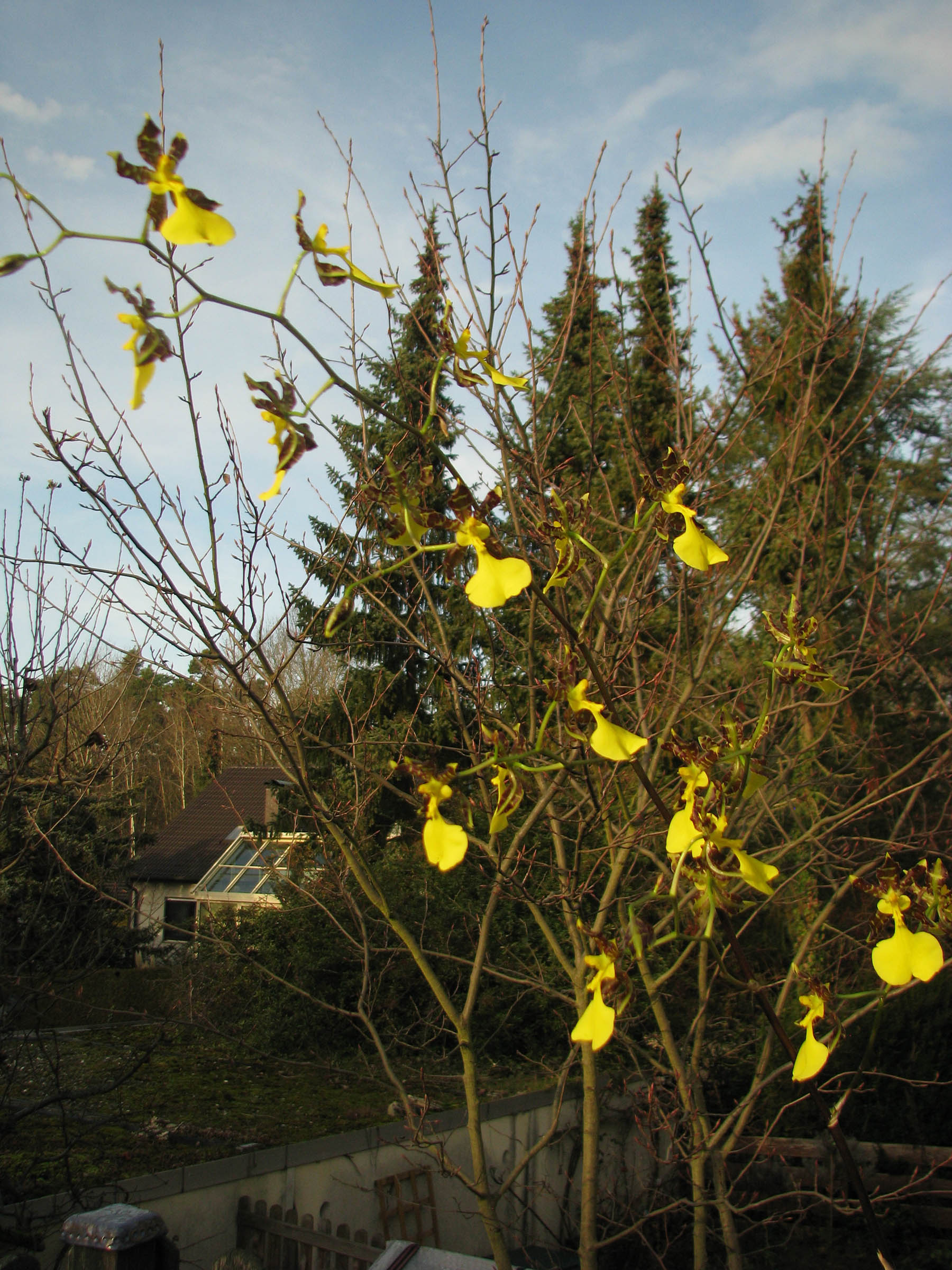 Oncidium unguiculatum Orchidee.de