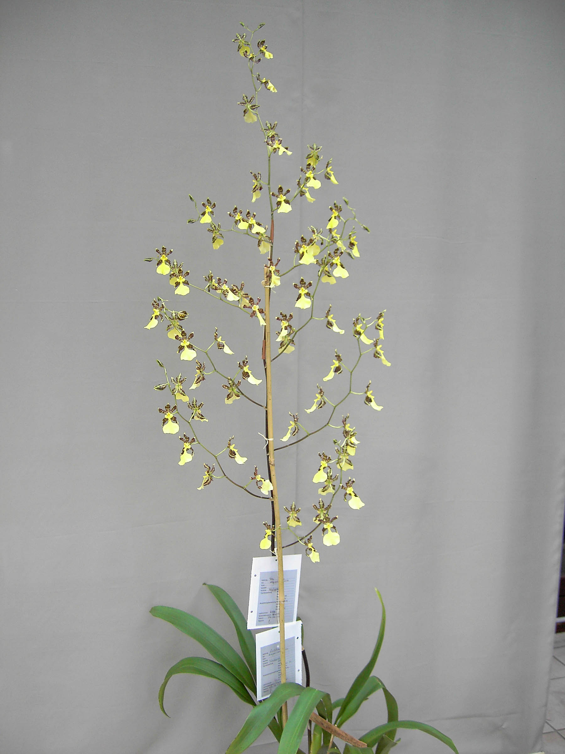 Oncidium unguiculatum Orchidee.de