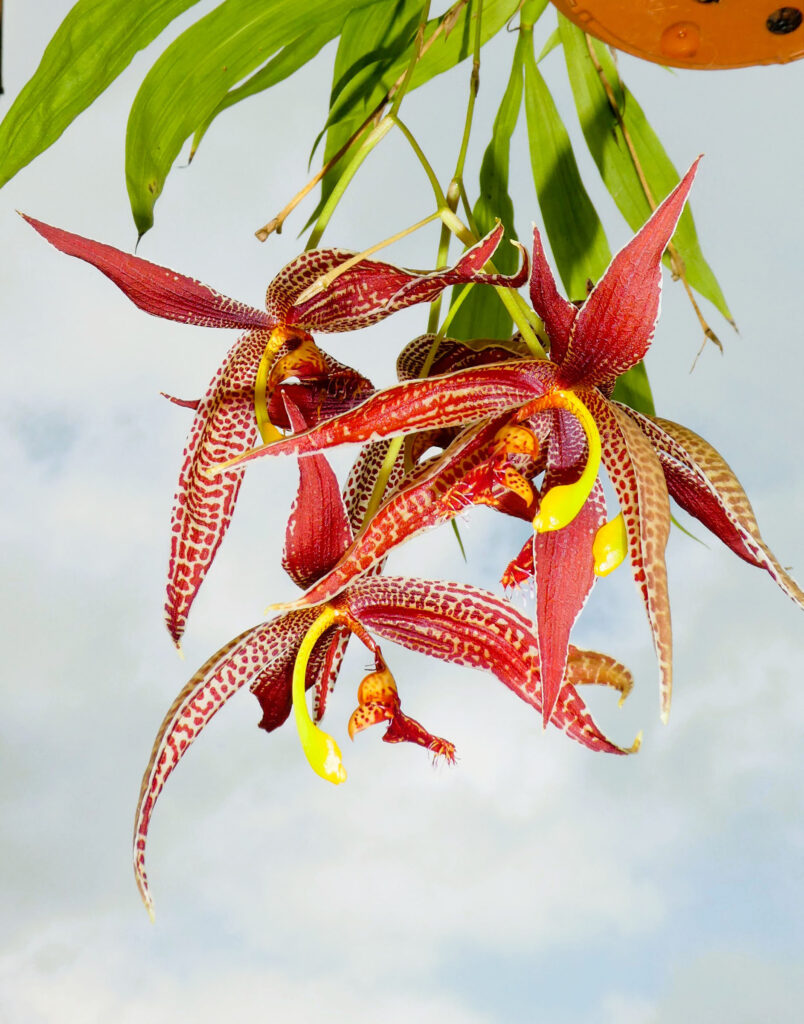 Paphinia posadarum 'Estrela vermelha'