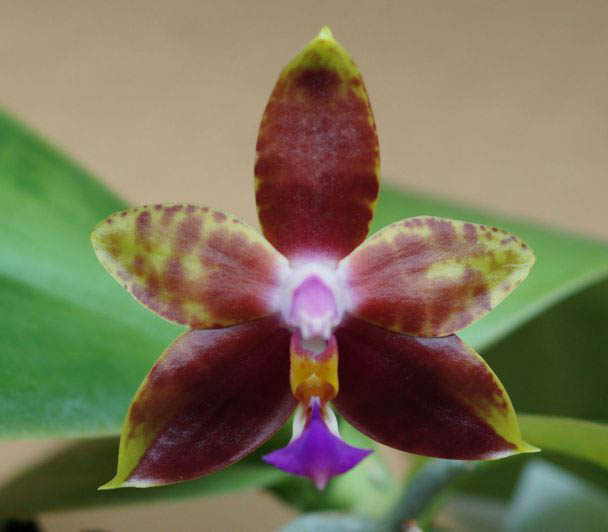 Phalaenopsis Connys Diamond