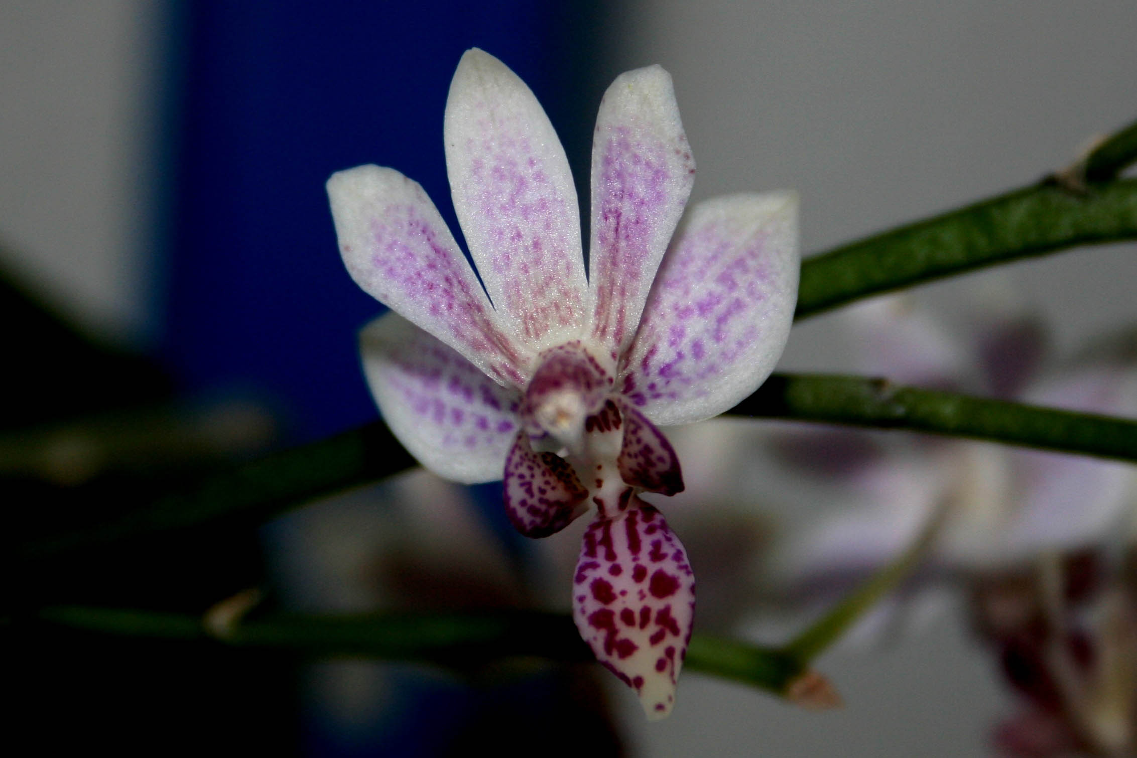 Phalaenopsis Donna's Delight