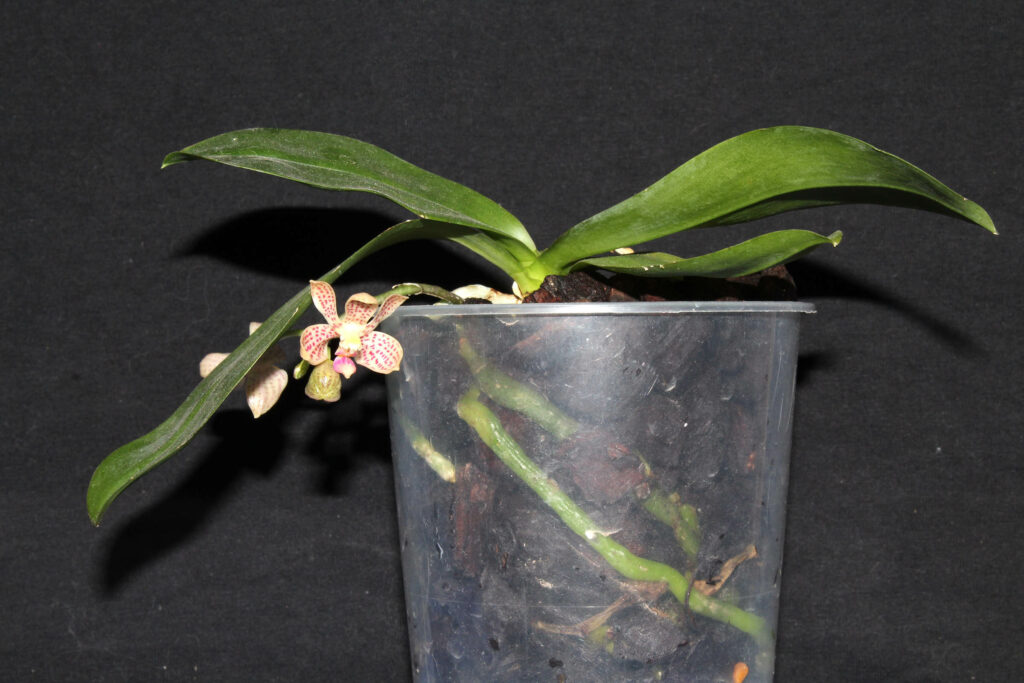Phalaenopsis Java Mini