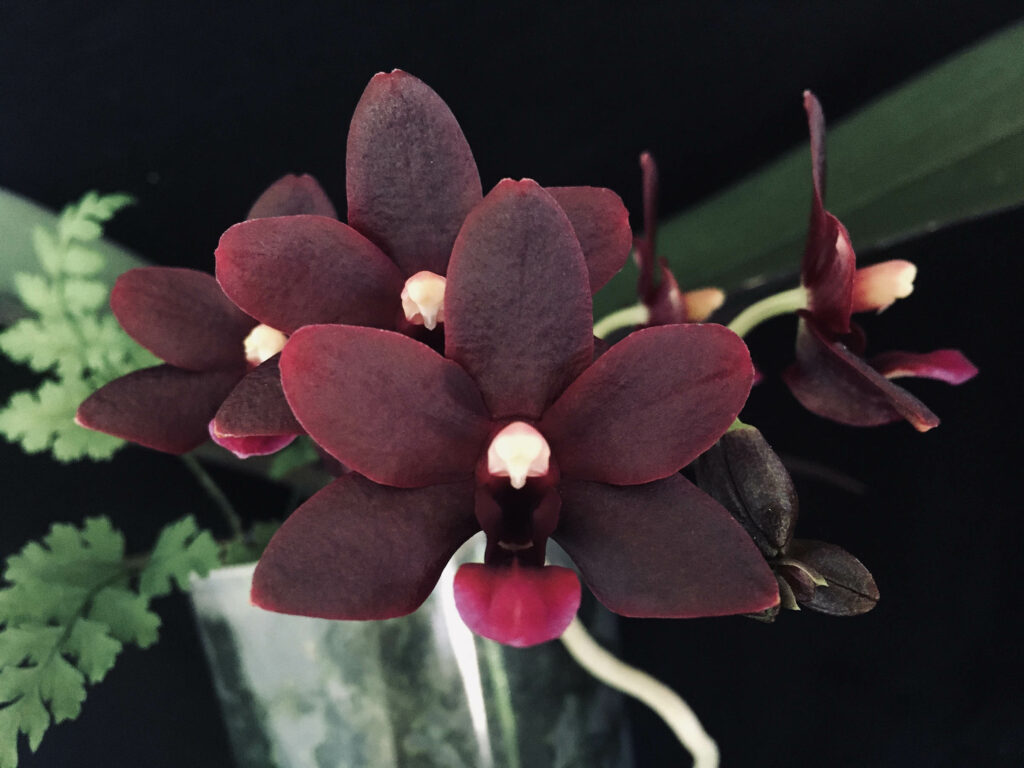 Phalaenopsis La Reine de Porcelaine 'Black Bird'