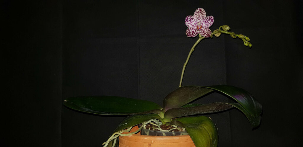 Phalaenopsis Sogo Spot