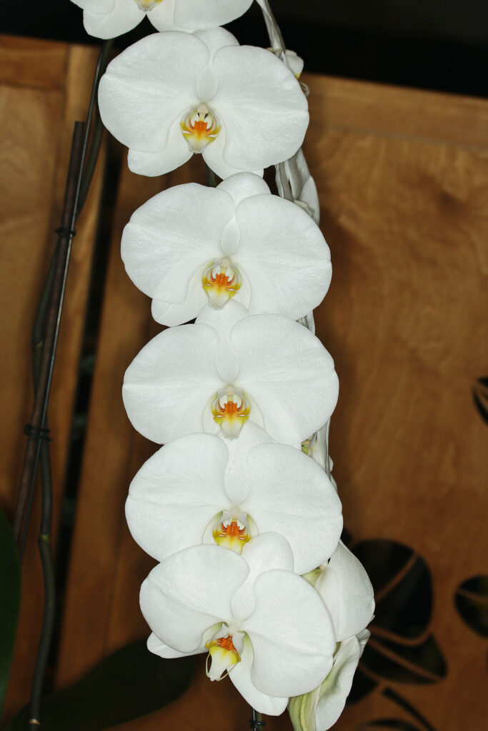 Phalaenopsis Sogo Yukidian 'Georg'