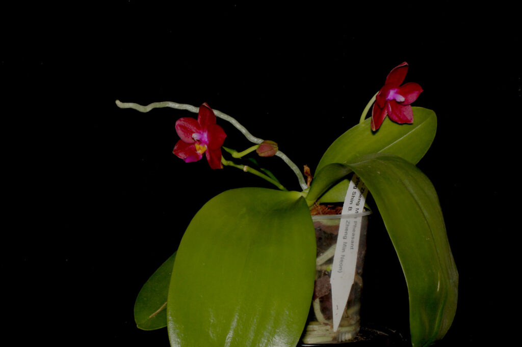 Phalaenopsis Zheng Min Pheasant