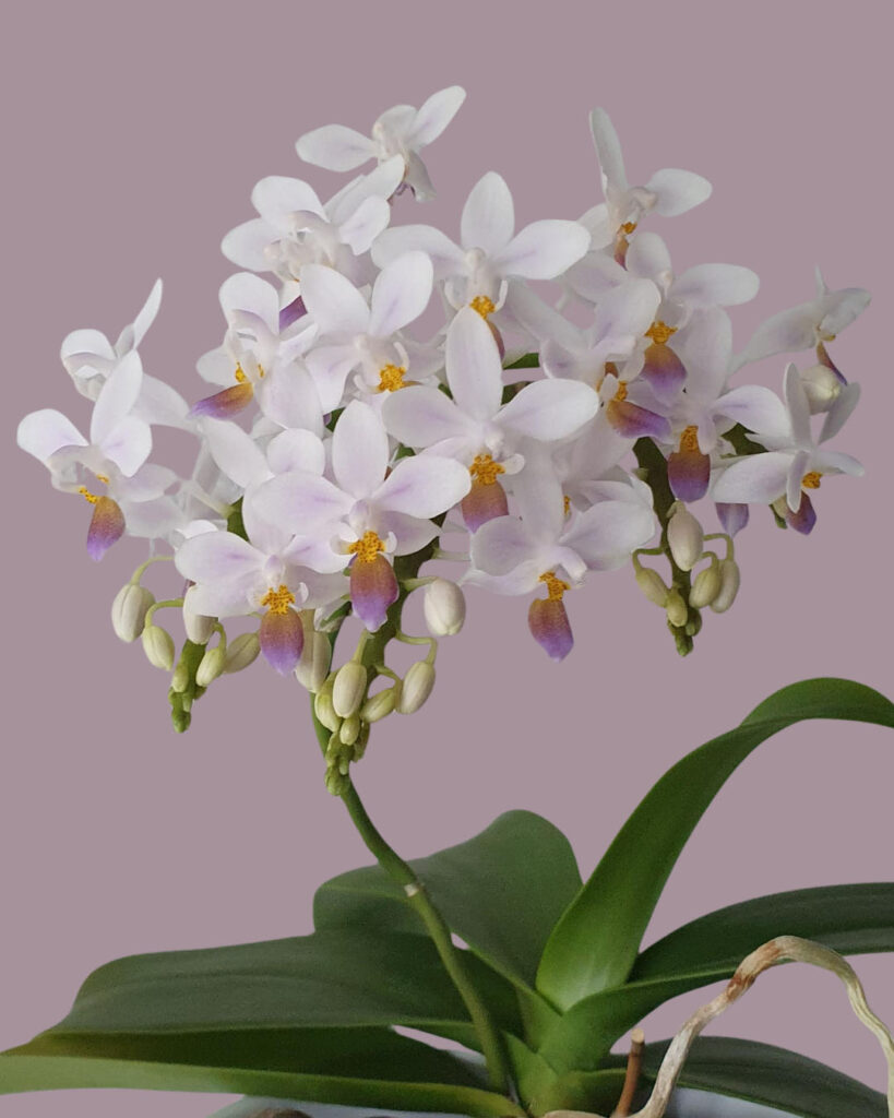 Phalaenopsis equestris Blue Lagoon