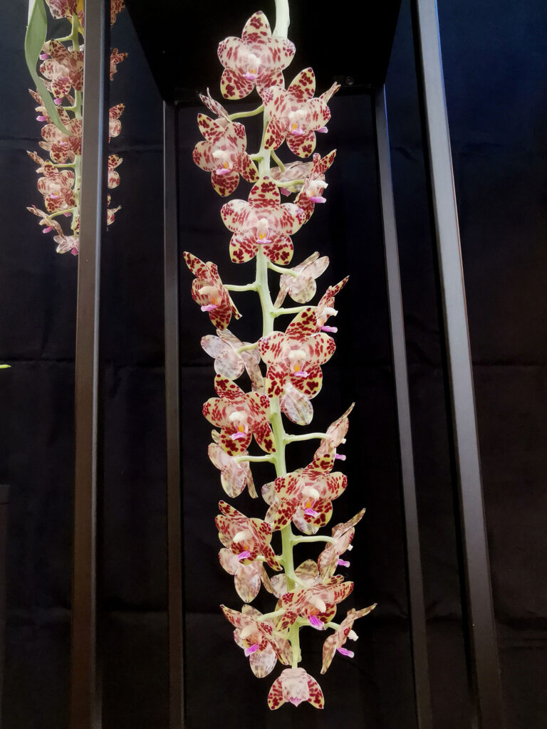 Phalaenopsis gigantea 'Queen of Borneo'